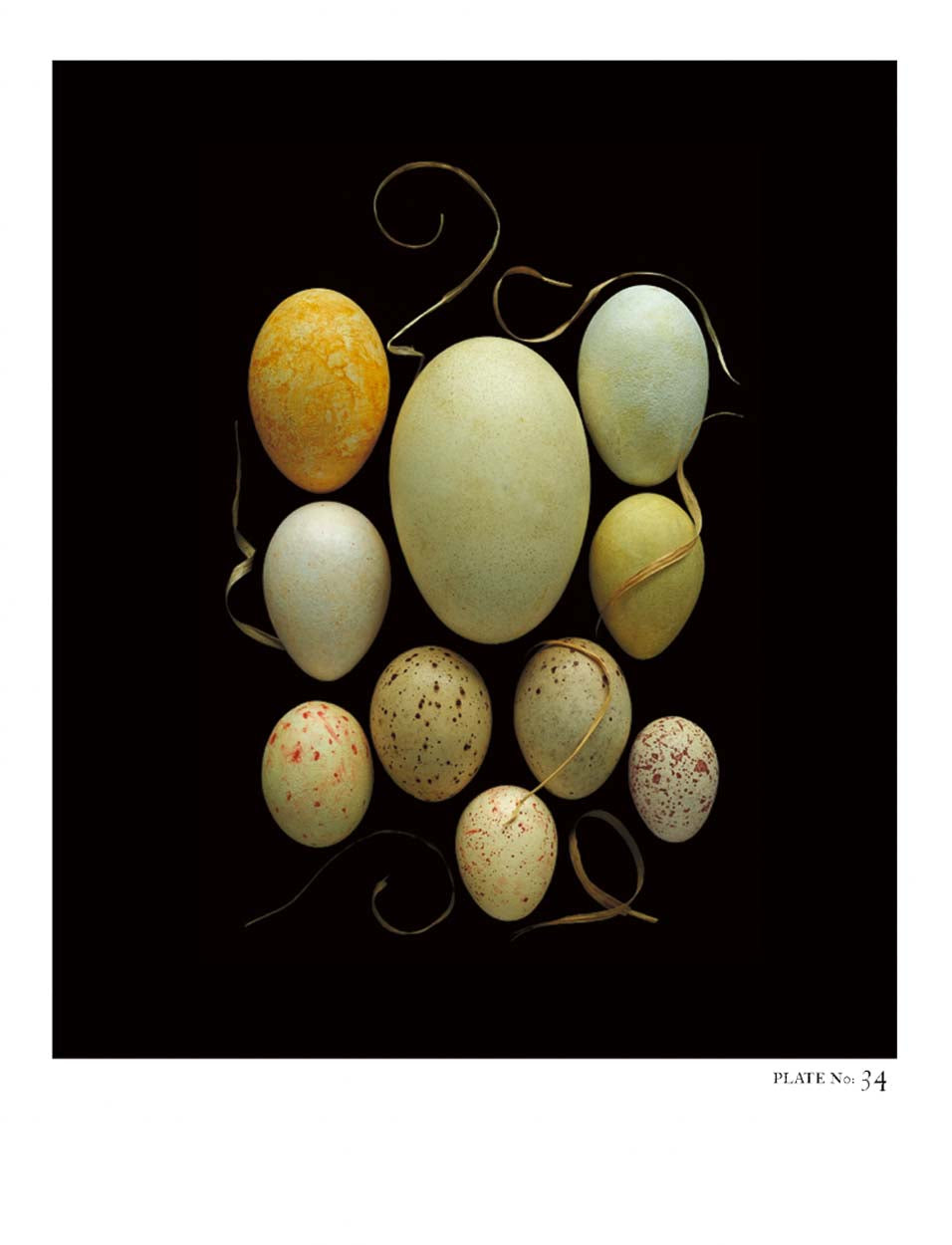STEPHEN ROBERT THORNTON: PACKAGES OF LIFE - OOLOGY STILL LIFE