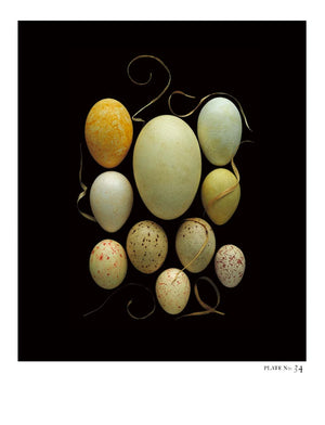 STEPHEN ROBERT THORNTON: PACKAGES OF LIFE - OOLOGY STILL LIFE