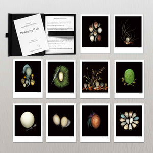 STEPHEN ROBERT THORNTON: PACKAGES OF LIFE - OOLOGY STILL LIFE