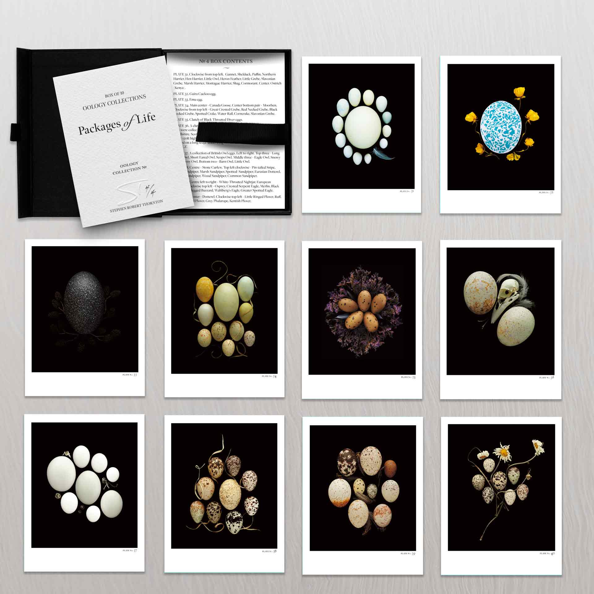 STEPHEN ROBERT THORNTON: PACKAGES OF LIFE - OOLOGY STILL LIFE