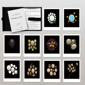 STEPHEN ROBERT THORNTON: PACKAGES OF LIFE - OOLOGY STILL LIFE