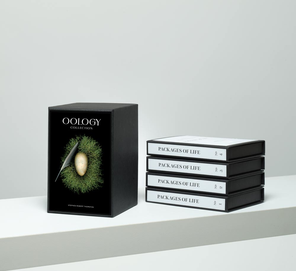 STEPHEN ROBERT THORNTON: PACKAGES OF LIFE - OOLOGY STILL LIFE