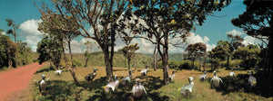 The Dodo & Mauritius Island: Imaginary Encounters
