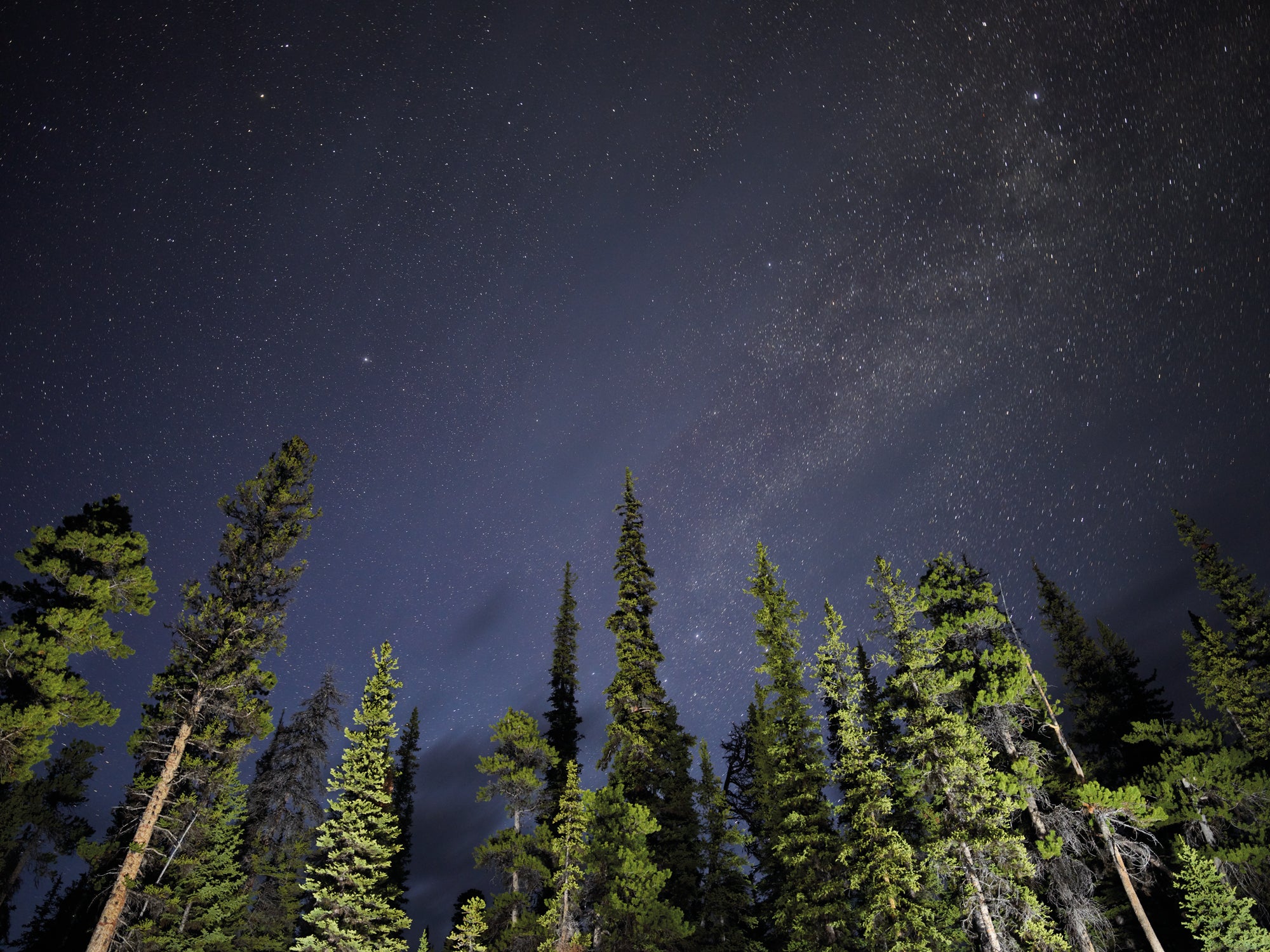 RITA LEISTNER: FOREST FOR THE TREES