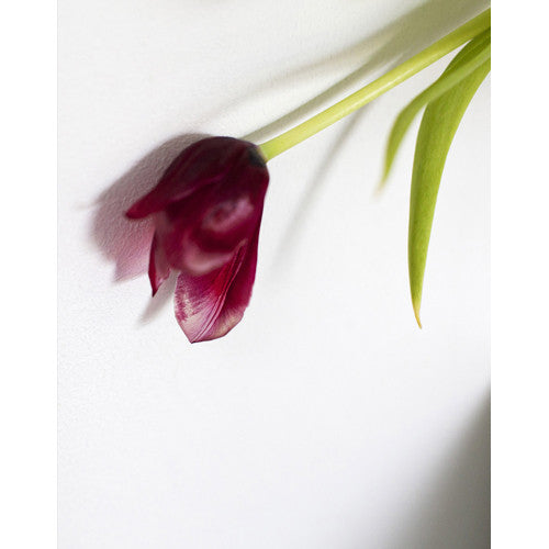 CELINE MARCHBANK: TULIP